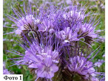 ������� ������������  25 �� ������� ������� ��� 00076872 4725 ���.