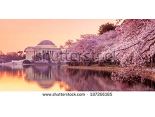 Stock-photo-the-jefferson-memorial-during-the-cherry-blossom-festival-washington-dc-187266185.jpg