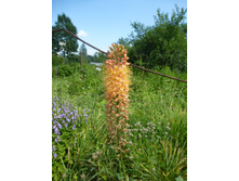 P1040015.JPG �����.������