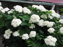 IMG 4571.JPG