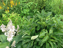 IMG 1656.JPG