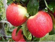 ������ "�������"