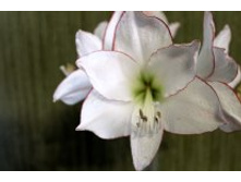 ��� ������.JPG