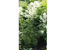 �������� �����