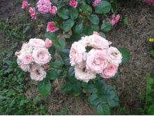 20150711 161532.jpg