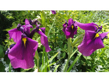 ���� ��������� ����������