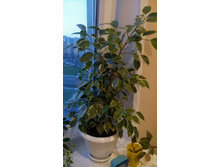 ����� ���������� ����