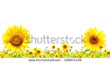 Stock-photo-yellow-sunflowers-isolated-over-white-108875438.jpg