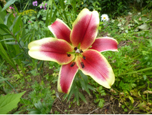 P1040114.JPG ����� ������