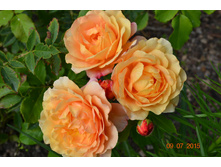 Sonnenwelt (������)