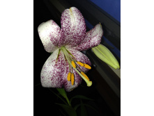 ������ ���� :(