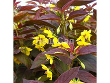 ��������� ��������� ���������� 80