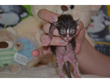 1 ������