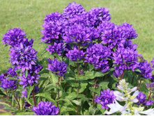 ����������� ��������� 130��� � ������� 15��.jpg �����!!! 3 �� �� ���� 2�!!!!