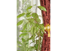 ������������� ��������