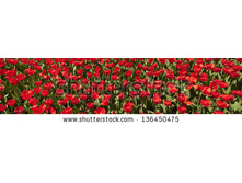 Stock-photo-panorama-of-red-tulips-136450475.jpg