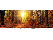 Stock-photo-panorama-of-a-mixed-forest-at-autumn-sunny-day-71805688.jpg