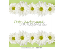 Stock-photo-white-background-with-daisy-flowers-lines-180814376.jpg