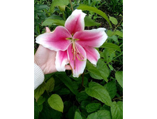 ���� �������