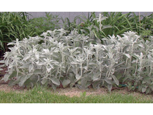 ������ ����������.70