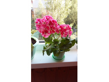 ��������� �� ������ ��������