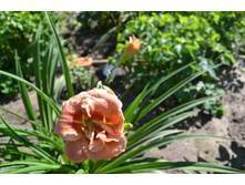 ���� 2015-27 077.JPG