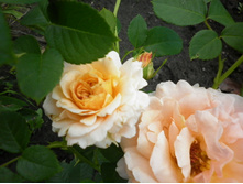 ��������� ���� "������"