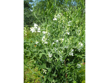 P1040022.JPG �������� �������