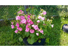 IMG 20150715 140553.jpg