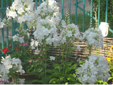 ������ �����