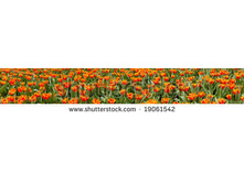 Stock-photo-panorama-view-of-orange-tulips-19061542.jpg