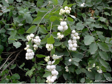 ������������� 100