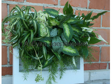 ������� ����� �������.jpg