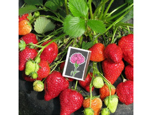 ��������� ������� 50,00 ���..jpg