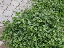 ������� ������������ ������ 70