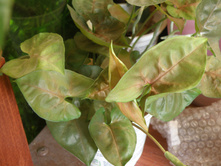 ��������� �������