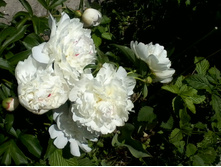 ����-0040.jpg