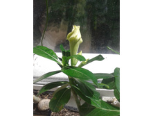 2015-07-24 08.37.55.jpg
