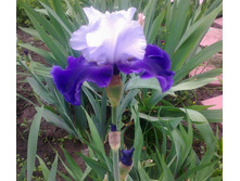 ���� ��������� ����- ����������