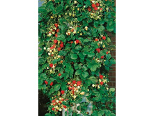 ��������� �������� 50,00 ���..jpg