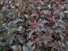 ������������� ������������� '�������' 120