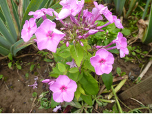 P1040050.JPG����� ������� ����