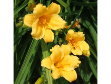 �������� ���� ������. 150