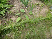 P1030980.JPG ���������� �������.