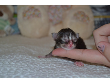 1 ������