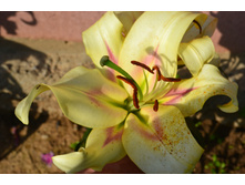 ���� 2015 312.JPG