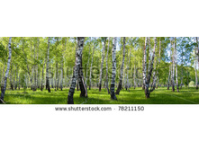 Stock-photo-summer-birch-forest-landscape-panorama-78211150.jpg