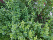 ���� ��������.