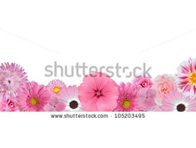 Stock-photo-selection-of-various-pink-white-flowers-at-bottom-row-isolated-on-white-background-selection-of-105203495.jpg