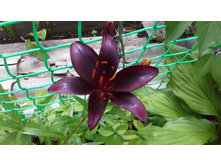 20150704 131245.jpg